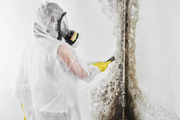 Best Mold Remediation  in Mechanicsburg, OH