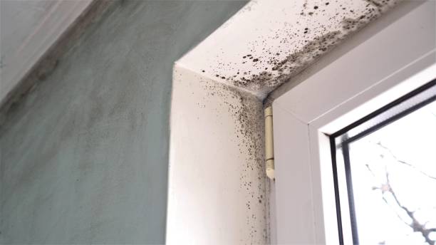 Best Local Mold Removal Service  in Mechanicsburg, OH