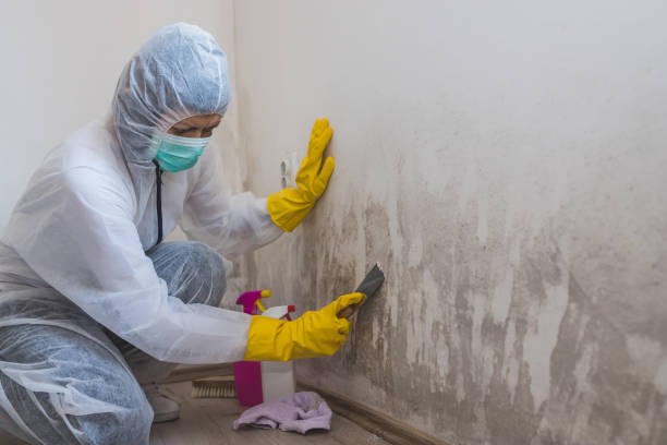 Best Fast Mold Removal  in Mechanicsburg, OH