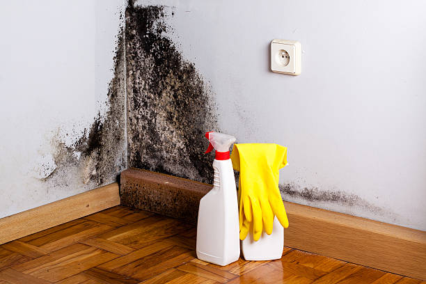 Best Office Mold Removal Services  in Mechanicsburg, OH