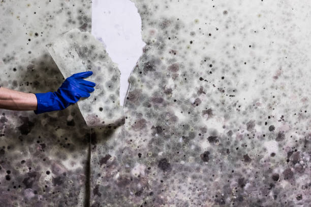 Best Mold Removal Near Me  in Mechanicsburg, OH